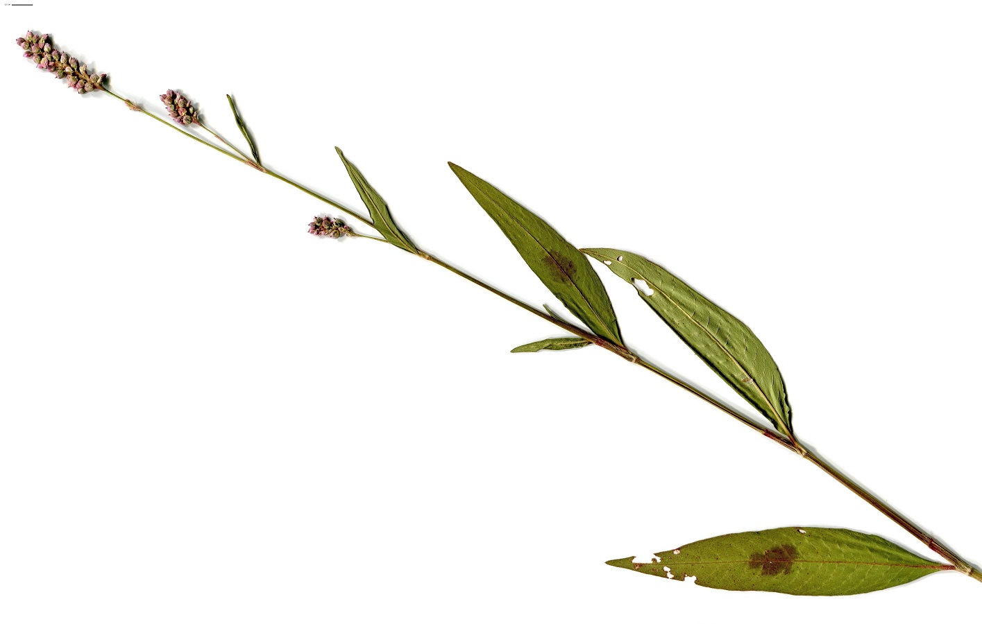 Persicaria lapathifolia (Polygonaceae)